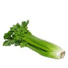 Picture of CELERY BUNCH WHOLE