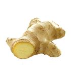 Picture of GINGER