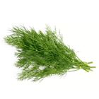 Picture of DILL BUNCH