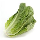 Picture of LETTUCE COS