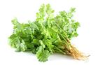 Picture of CORIANDER BUNCH