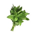 Picture of MINT BUNCH