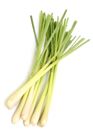 Picture of LEMON-GRASS
