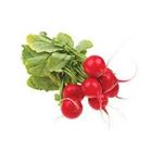 Picture of RADISH RED BUNCH